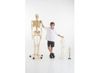 Anatomiskais modelis - Cilvēka skelets (Skaits 90 detaļas)