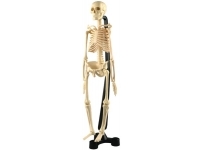 Anatomiskais modelis - Cilvēka skelets (Skaits 30 detaļas)
