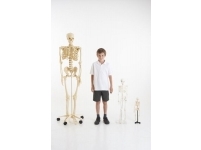 Anatomiskais modelis - Cilvēka skelets (Skaits 60 detaļas)